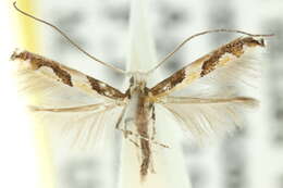 Image of Acrocercops axinophora Turner 1940