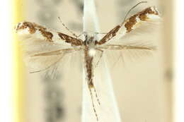 Image of Acrocercops axinophora Turner 1940