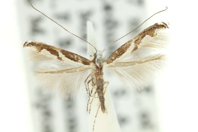 صورة Acrocercops ophiodes (Turner 1896)