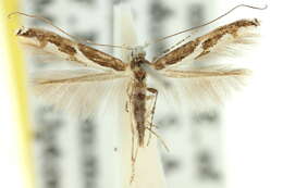 صورة Acrocercops ophiodes (Turner 1896)