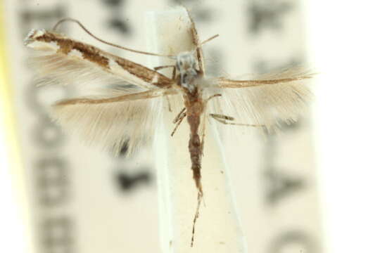 صورة Acrocercops ophiodes (Turner 1896)