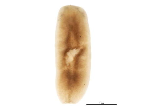 Image of flatworms