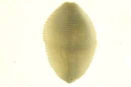 <i>Helobdella modesta</i>的圖片