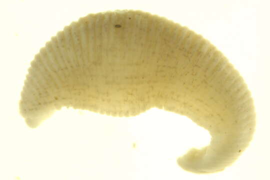 Image of <i>Helobdella modesta</i>