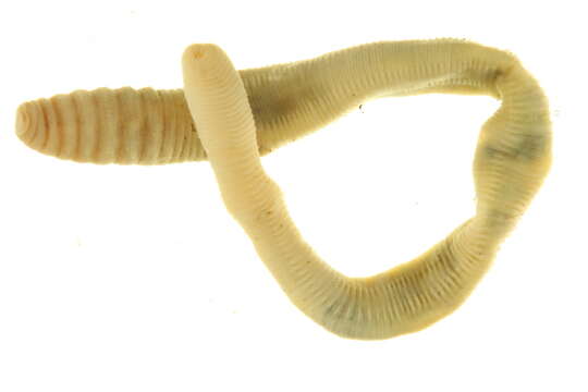 Image of Canadian worm