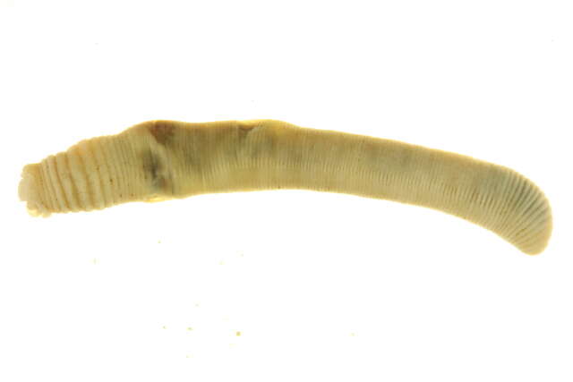 Image of Pasture Worm