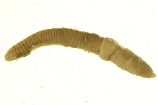 Image of Squaretail worm