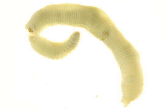 Image of Squaretail worm