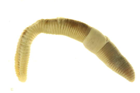 Image of Squaretail worm