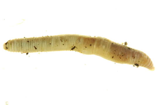 Image of Woodland blue worm