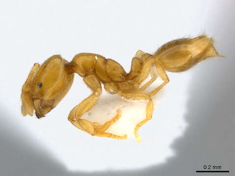 Image of <i>Solenopsis saudiensis</i>