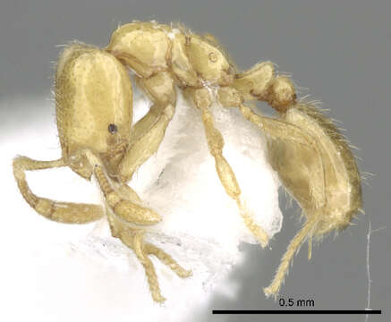 Image of <i>Solenopsis saudiensis</i>