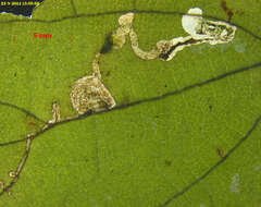 Image of Antispila hydrangaeella