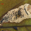 Image of <i>Antispila nysaefoliella</i>