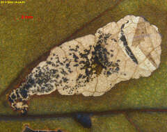 Image of <i>Antispila nysaefoliella</i>