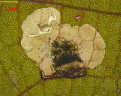 Image of <i>Antispila oinophylla</i>