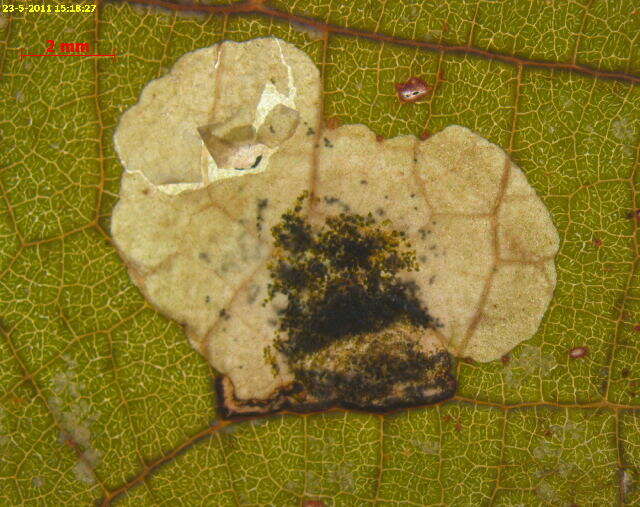 Image of <i>Antispila oinophylla</i>