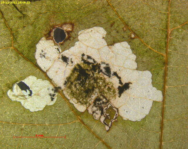 Image of <i>Antispila oinophylla</i>