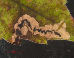 Image of <i>Antispila viticordifoliella</i>