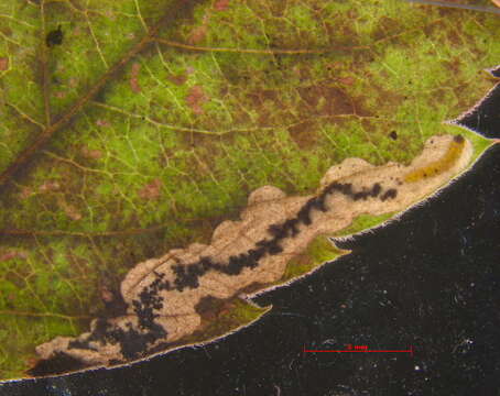 Image of <i>Antispila viticordifoliella</i>