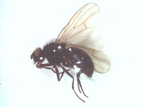 Image of Spilogona melanosoma (Huckett 1932)