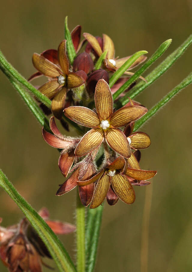 Image de Schizoglossum