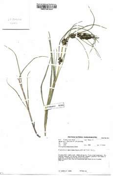 Image de Schizoglossum