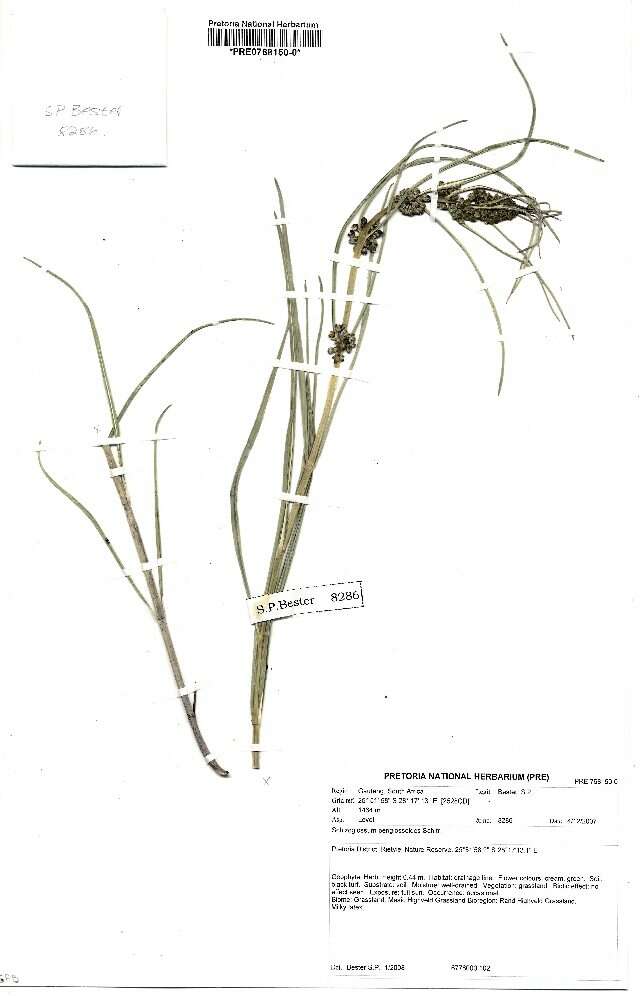 Image of Schizoglossum