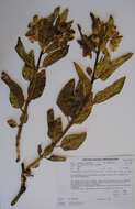 Image of Pachycarpus