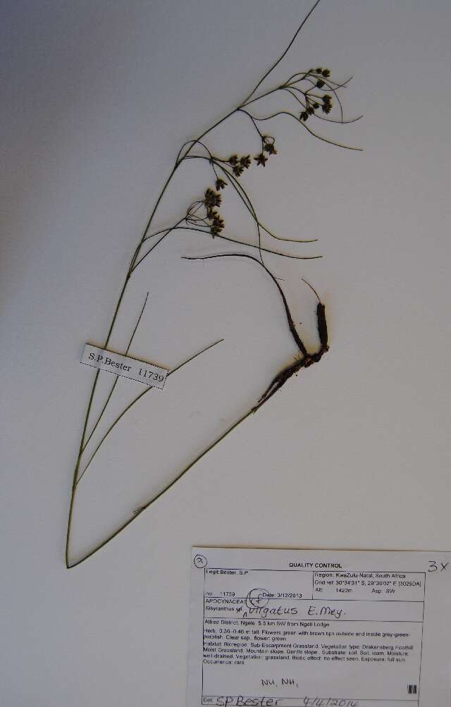Image of Sisyranthus