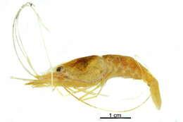 Image of Scarlet cleaner shrimp