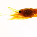 Image of Hingebeak shrimp