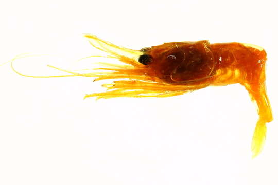 Image of Hingebeak shrimp