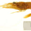 Image of Rathbun cleaner shrimp