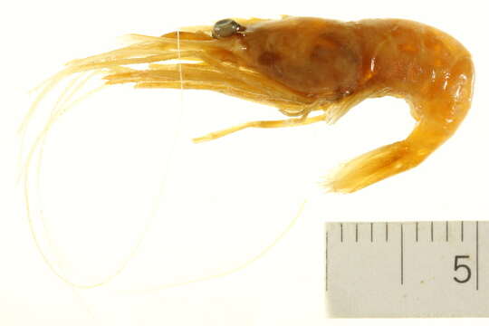 Image of Rathbun cleaner shrimp