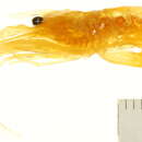 Image of Lysmata wurdemanni (Gibbes 1850)