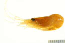Image of Carribbean cleaner shrimp