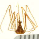 Image of Yellowline Arrow Crab