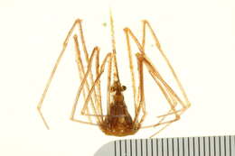 Image of Yellowline Arrow Crab