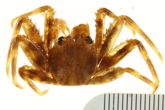 Image of Nimble spray crab