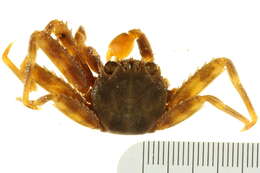 Image of Nimble spray crab