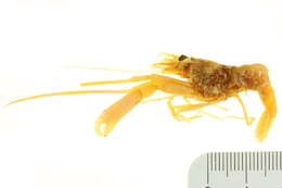 Image of Hingebeak shrimp