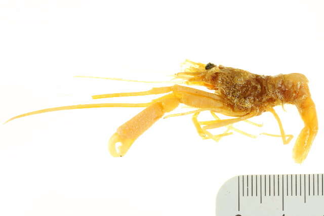 Image of Hingebeak shrimp