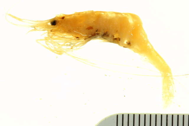 Image of Spotted cleaner shrimp