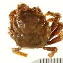 Image of Mithraculus forceps A. Milne-Edwards 1875