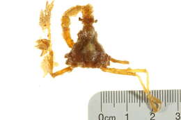 Image of Stenorhynchus