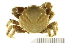 Image of green clinging crab