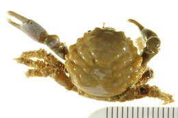 Image of green clinging crab