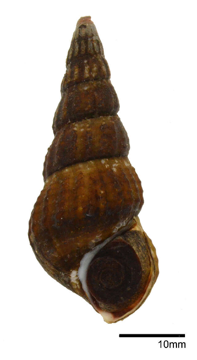 Plancia ëd Brotia herculea (Gould 1846)