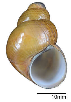 Image of Filopaludina martensi cambodjensis